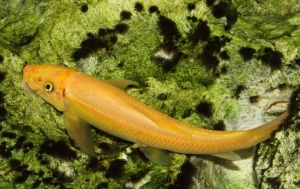 Гиринохейлус золотой (лисичка)
