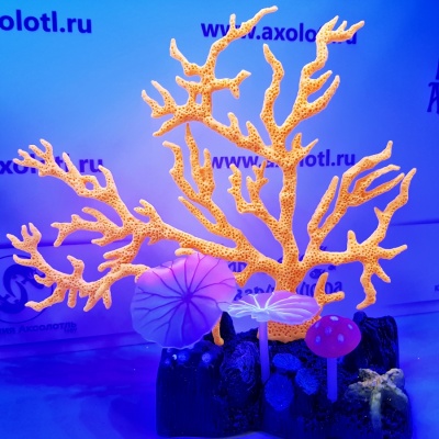 Светящийся  коралл, оранжевый 16,5х16,5, AM0015O