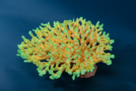 Искуственный коралл Acropoa Hyacinthus 28x26x8